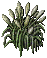 Pampas Grass.png