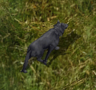 Dark wolfkr.jpg