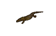 Alligator.png