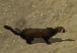 Ferretkr.jpg