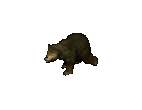 Black Bear.png