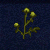 BlightedCotton.gif