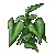 Elephant Ear Plant.png