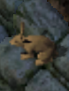 Jack rabbitkr.png