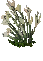 Lillies.png