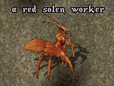 Solen worker.jpg