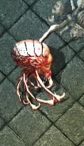 Elder gazerkr.png