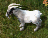 GoatKR.png