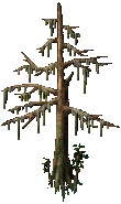 Cypress Tree (Straight).png