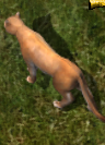 Cougarkr.png