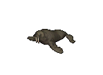 Walrus.png