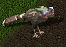 Giant turkey.jpg