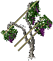Grapevines south 2.png