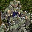 BNN The Lizard's Revenge - Picture 1.jpg