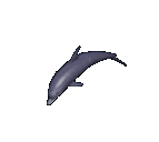 Dolphin.png