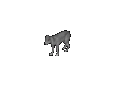 Dog.png