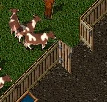 BNN Britannians Herd Cows for Local Farmer - Picture 2.jpg