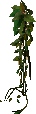 Creeping vine 1.png