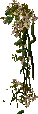 Creeping vine 2.png