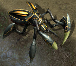 Ant lionkr.jpg