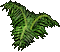Fern.png