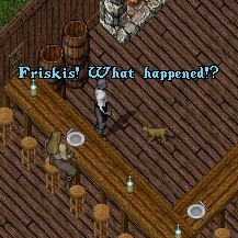 BNN A Cat Gone Golden - Picture 1.jpg