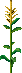 Corn stalk.png