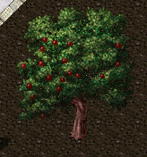 Apple tree.png