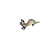 Ferret.png