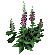 Foxglove Flowers.png