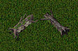 11th collection fallen log.jpg