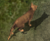 Catkr.png