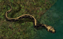 Giant serpentkr.png