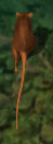 Sewer ratkr.png