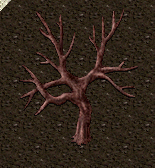 Apple trunk.png