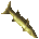 Yellowtail barracuda.png