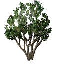 Cocoa tree.gif