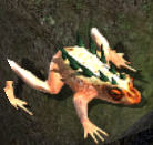 Giant toadkr.jpg