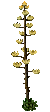 Century Plant.png